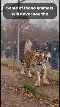 We Love Zoos… But Should We? 🦍💔 The Debate Starts NOW