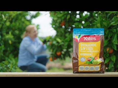 Boost Your Citrus & Fruit Growth with Yates® Dynamic Lifter® Plant Food