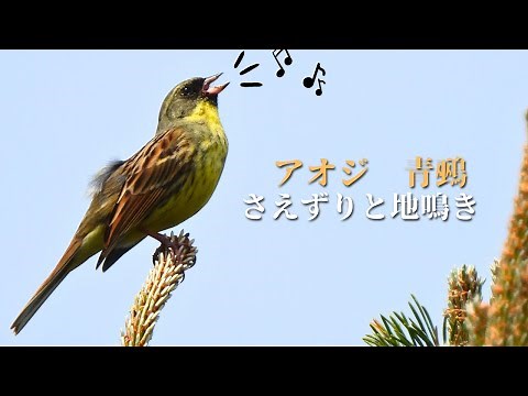 アオジの鳴き声（さえずり、地鳴き） / Black-faced Bunting Bird call and sound/ 青鵐(あおじ) /北海道野鳥/鳥の鳴き声/春の鳥鳴き声