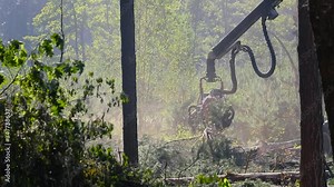 Forest cutting, logging, wood harvestr, timber harvester, forest cutting with special equipment