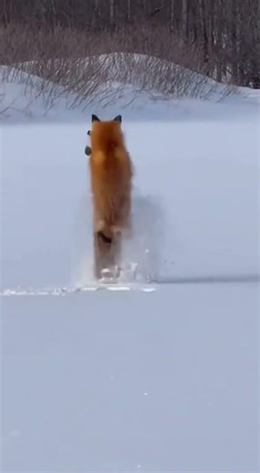 Red Fox Hunting Tactics That Lead to an Embarrassing Snow Dive