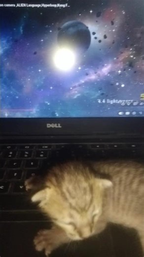 #Even though they from other countries different breeds,their hearts beat with same loyalty kindness