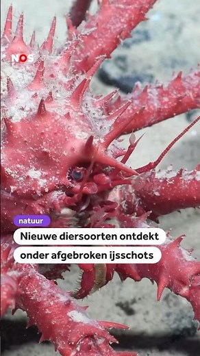 Nieuwe diersoorten ontdekt onder afgebroken ijsschots