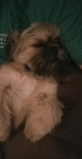 Who else’s Shih Tzu snores this loud? #sleeping #zzz #snoring