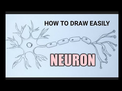How to draw a neuron easily step by step/ nerve cell easy drawing #neuron