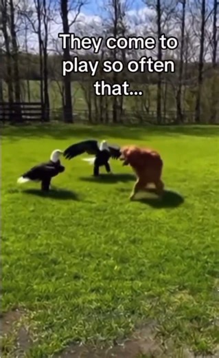 Eagle befriends a Dog in Washington State ... Eagle knew just where to go for help when his mate needed help 🦅 🙏💖 **No this is NOT AI & Yes this is a true story that happened this year** ABC News covered this on May 19, 2025: a bald eagle formed an unlikely bond with a family dog in Shelton, Washington, visiting their backyard repeatedly. While bald eagles are protected and can hunt small dogs, reports confirm no harm or handling occurred here—it's a wild bird's choice. Such rare friendships 