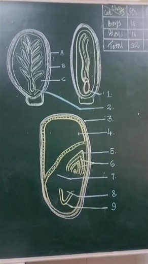 My Exptl Lrng .My Blackboard & Me. Bio Cla XII Glimpses of Quick Revision. Diagram Labelling Ch 1