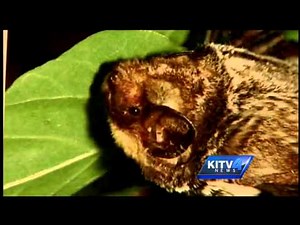 The Hoary Bat may become Hawaii's state mammal