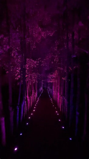 4.1K views · 537 reactions |  Only one month left to experience final season of ‘Night Forms,’ a light and sound exhibition. Closes soon on 4/7. | Grounds For Sculpture | Facebook