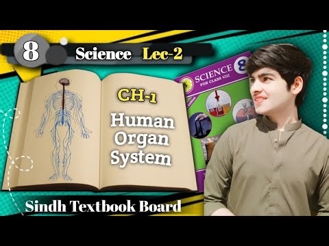 Class 8: Science | Chapter 1: Human Organ System | Lecture 1: | Sindh Textbook Board | Brain