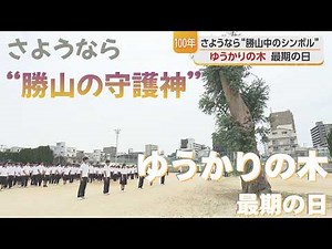 Goodbye to Katsuyama Junior High's Symbol: The Eucalyptus Tree