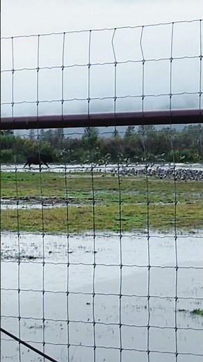 Bison Charging Through Water at AWCC! 🦬💦 Ducks Scatter! | Alaska Wildlife Tours