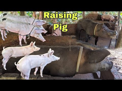 Raising Pigs on a Small Farm - real life Pig Farm
