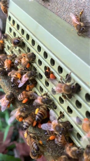 Bee Coming Home 🐝 | Pollen on Her Legs