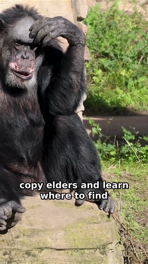 Chimps Use Leaves as Jungle Medicine