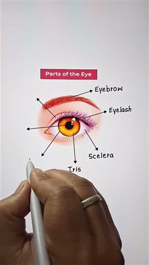 Parts of Eye