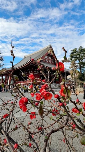 Winter Solstice at Senso-ji — A Quiet Bloom