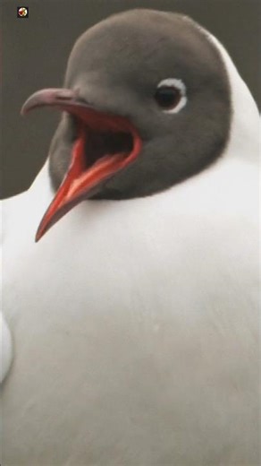 Black-headed gull Sounds (1)