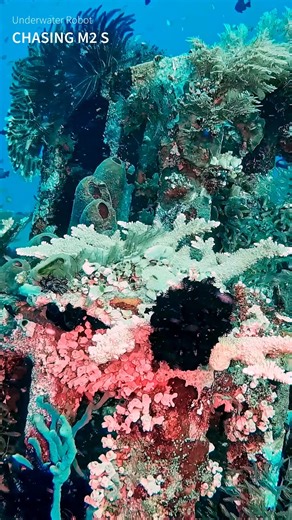 CHASING Underwater Drones on Instagram: "🎞 Three CHASING ROVs. Endless epic footage. From the ultra-portable Dory, to the agile Gladius MINI S, to the powerful M2 S — each dive reveals something new: vibrant reefs 🪸, curious fish 🐠, shifting light ✨. 🔥 Black Friday deals are live — pick your ROV and start exploring: https://bit.ly/CHASINGBRAND #ROV #Underwater #UnderwaterRobot #UnderwaterDrone #BlackFriday2025 #ExploreTheUnexplored #UnderwaterExploration #OceanExploration"