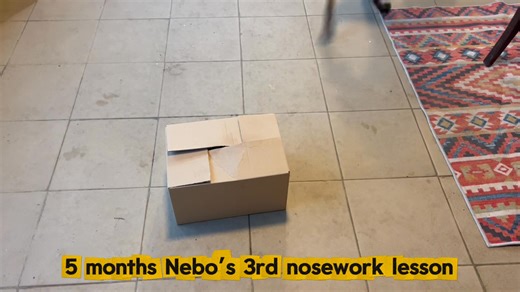 Little 5 months Nebo on his 3rd nosework training. The task is “only” show the scent and choose from 2-3 containers. Working mommy’s little working puppy 🤎 #delightleopards #workyourdog #love #sportdog #dogsofinstagram #nosework #catahoulaleoparddog #scentwork | Delight Catahoulas Hungary