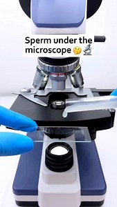 World of Biology on Instagram: "Sperm under microscope 🔬 (Upto 1000X magnification) . . 📽️: Micro.magic 6 (tik tok) . #biology #science #explore #sperm"