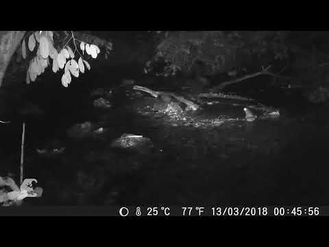 Goliath Frog (Conraua goliath) guarding nest - camera trap