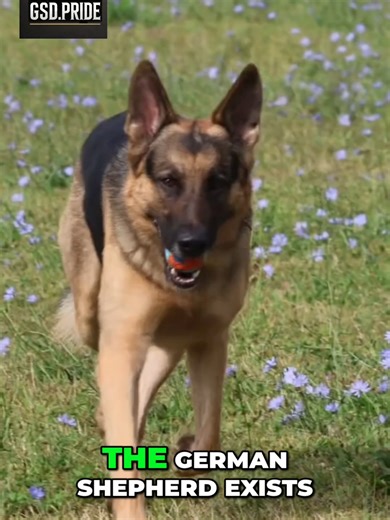 German Shepherd Origin_ Ruthless Breeding Eliminated Weakness The German Shepherd was not shaped by comfort — it was shaped by elimination. This video explores the breed’s origin, where weak nerves, poor endurance, and unstable temperament were systematically removed through ruthless selection. What remained was a dog built for clarity, resilience, and performance under pressure. This isn’t myth. This is selective reality. #GermanShepherd #GSD #WorkingDog #BreedOrigins #DogHistory #WorkingLineGe