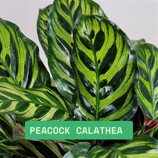 25 Peacock Calathea Seeds for Garden Planting, Exotic Indoor and Outdoor Foliage - Etsy