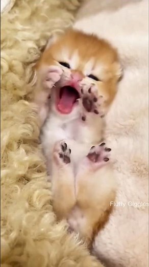 Tiny Kitten Yawn! 🥺 How Is She So Small
