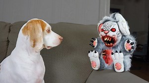Cute Dog vs Evil Bunnies: Cute Dog Maymo