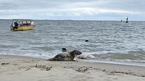 7K views · 519 reactions | Daar gaan ze! 玲玲玲 Klaas, Ward en Phocoena zijn weer terug naar zee! Deze drie jonge grijze zeehonden hadden een paar maanden in de opvang nodig om weer volledig op krachten te komen. Maar nu zijn ze helemaal klaar voor hun tweede kans. Veel geluk alledrie    Wil je de zeehonden in de opvang helpen? Doneer dan een 'emmertje vis' 画 https://www.ecomare.nl/steun/geef-emmertje-vis/ Alvast enorm bedankt voor je steun  | Ecomare | Facebook