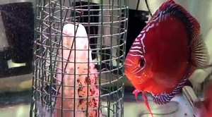 These two Red Cuipeua Cross are getting ready for the fry, colors darkened and excess slime, hope some time tomorrow. Thanks to the Owner Al Castro for this great Video