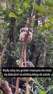 Znacie takich niefrekwencyjnych uczniów? | Pokój Nauczycielski