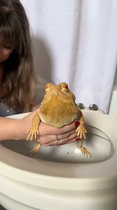 I toilet trained my bearded dragon and it finally worked