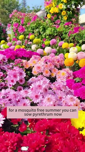 🌼🌱Cold-resistant and Easy to Cultivate, create a beautiful space free of pests with Pyrethrum seeds!💐✨ #pyrethrum #plantwithme #seeds #flowerseed #garden #gardengoals #plants #gardening #easytogrow #daisy