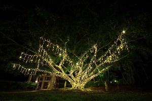 FAIRY LIGHTS | brisbanefairylights
