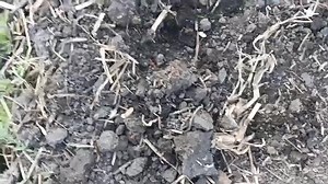 Peisa 10 na lupa 50 Maize plantation farmer Lairenmamit | Farmer Lairenmamit