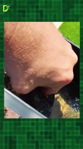 Why Japan Uses Chains Instead of Drain Pipes#facts #didyouknow #mindblowingfacts