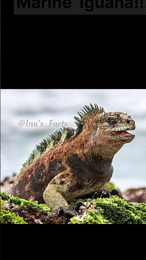 The only lizard that swims like a dragon 🦎 #facts #marinelife #aquaticreptile #waterdragon #lizard