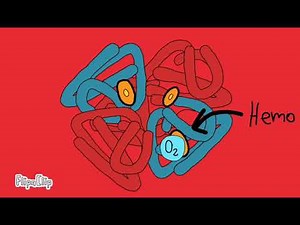 La Hemoglobina, ¿Cómo funciona?
