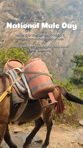 Animal Nepal on Reels