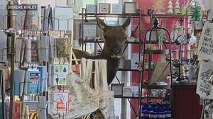 Elk shops for greeting cards and tote bags in Estes Park store