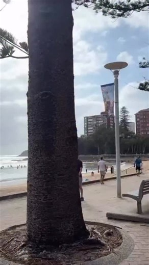 🎶 The never ending stoooorrrryyy 🎵 8:55am Shark alarm at Manly Beach, Freshie closed. Happy Australia Day, stay hydrated but perhaps out of the water. 💧 🦈 | Manly Observer