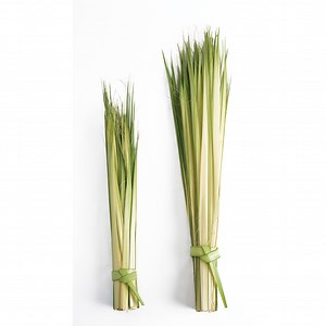 Palm Sunday Palm Strips and Decor