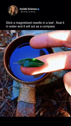 Inside Science on Instagram: "Follow @inside_science_ for mind-blowing science, nature, and survival facts! 🌍🔥 🧭 Nature’s Compass Trick Did you know you can find north using just a needle, a leaf, and a cup of water? Here’s how it works — float a small leaf on water and gently place a needle through it. The needle, once magnetized (by rubbing it on your clothes or hair), aligns itself with Earth’s magnetic field — pointing north! 🌎 It’s a simple survival hack based on the same principle used