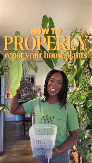 Blossom Effect on Instagram: "How to PROPERLY repot your houseplants! 🪴🪏👩🏾‍🌾 SAVE THIS for you and a friend! —- Listen, y’all love to overcomplicate repotting your plants and 9 times out of 10 y’all are typically doing too much. Plants are very intelligent and are able to adapt in a plethora of circumstances, including repotting. ￼ now, this is how I repot my plants and I thought it might be worth it to share it with you all in case you struggle.￼ #plantmom #plantsmakepeoplehappy #repot #pl