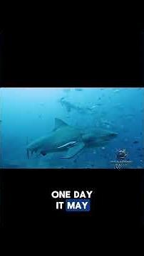 The Shark That Crossed the Line | Bull Shark | Shark Week Day 6