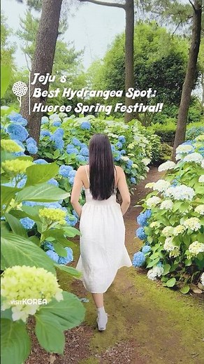 💐 From Greenhouse to Garden—Hydrangeas Everywhere!