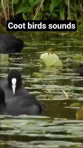 #birds coot bird sounds