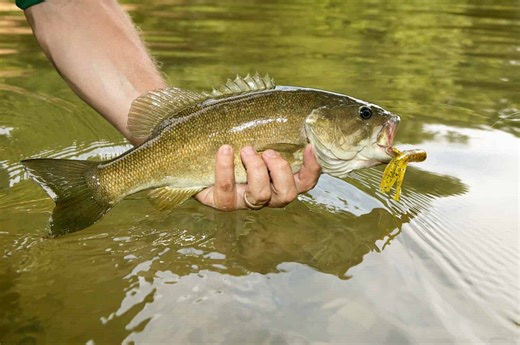 The Best States for Bass Fishing in America